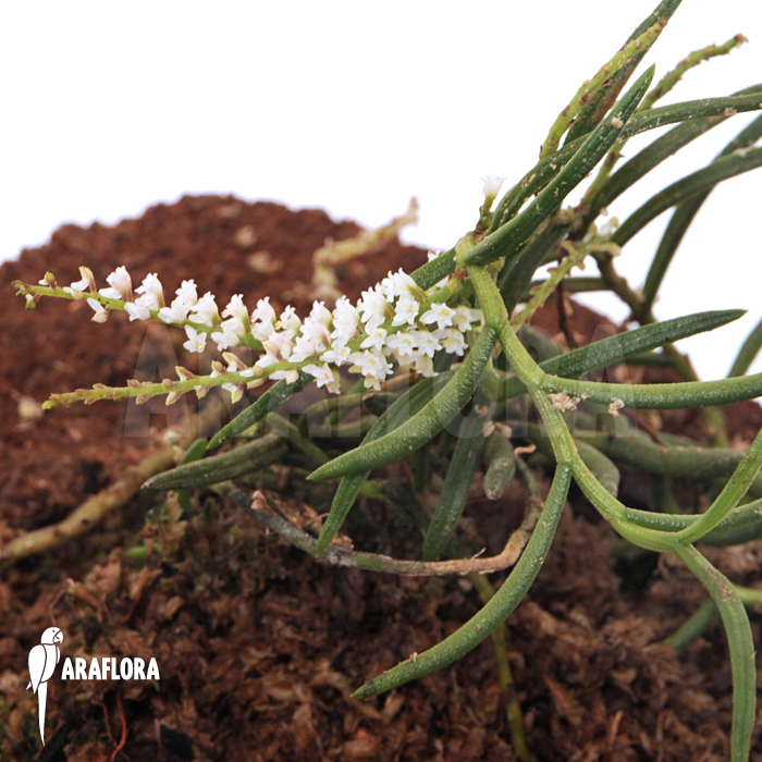 Schoenorchis micrantha