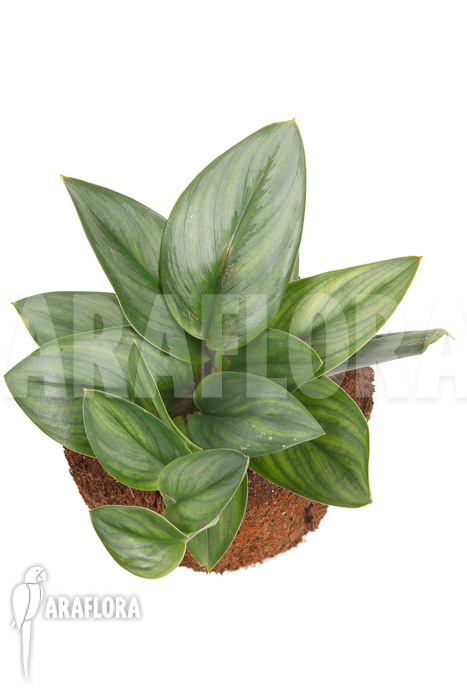 Scindapsus treubii Moonlight