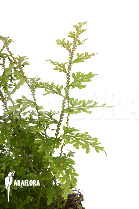 Selaginella New Surinam