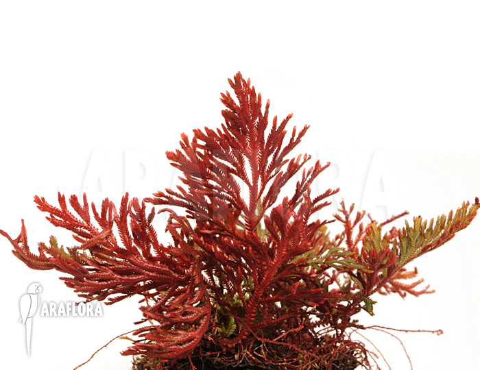 Selaginella erythropus