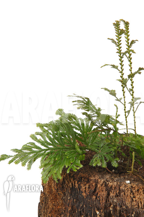 Selaginella griffithii Suriname