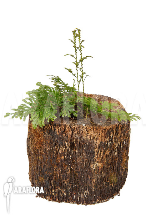 Selaginella griffithii Suriname