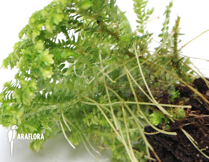 Selaginella kraussiana