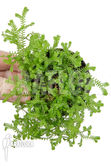 Selaginella kraussiana (hardy form)