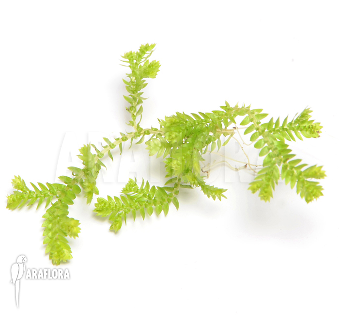 Selaginella kraussiana ‘Aurea’