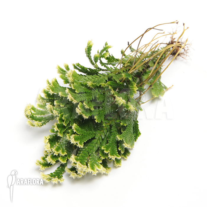 Selaginella martensii ‘Jori’