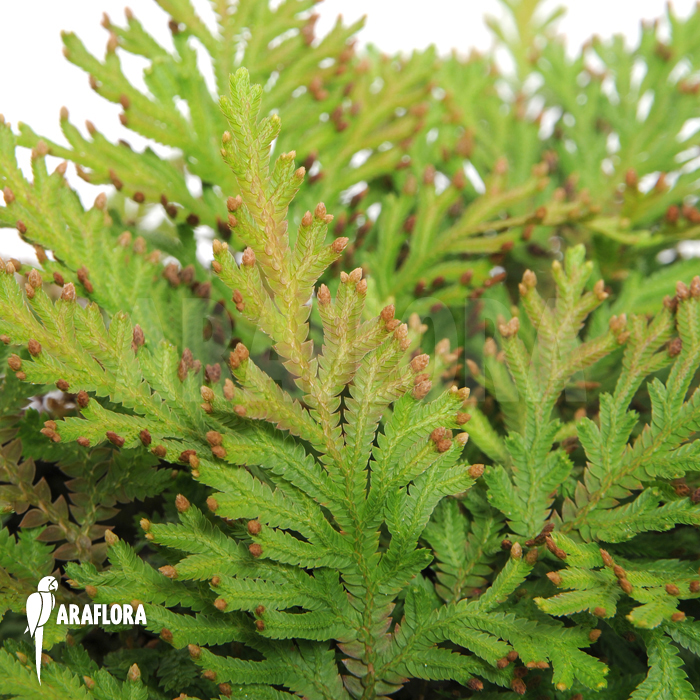 Selaginella mollis