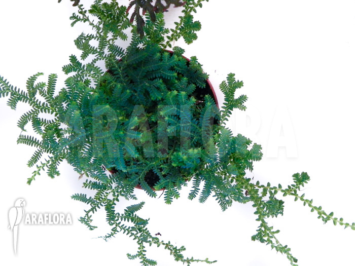 Selaginella package 3 species
