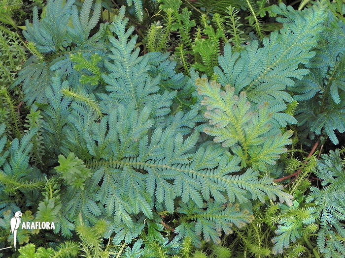 Selaginella wildenowii ‘Peacock fern’