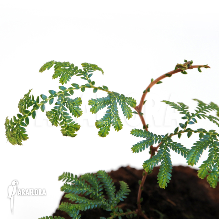 Selaginella wildenowii ‘Peacock fern’