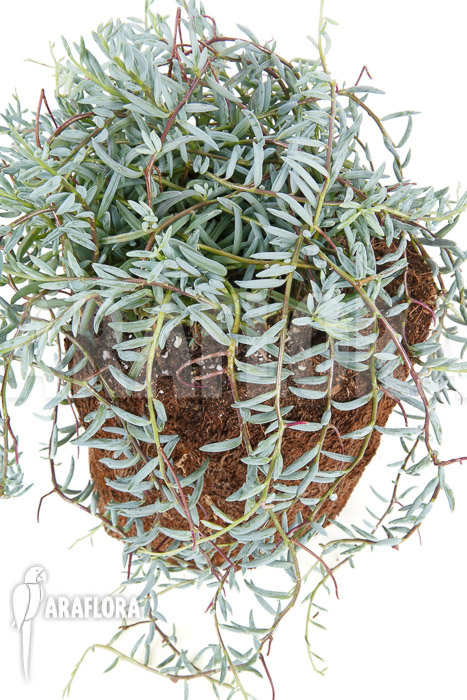 Senecio halianus
