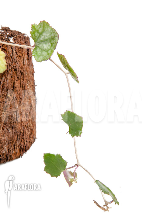 Senecio mikanioides ‘Starter’