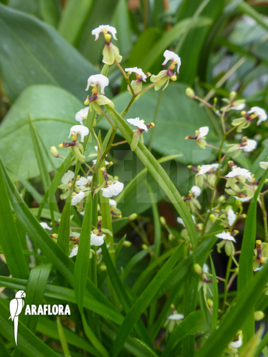 Sigmatostalix radicans