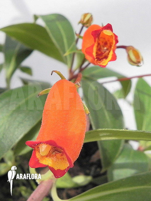 Sinningia sylvatica ‘Seemannia’