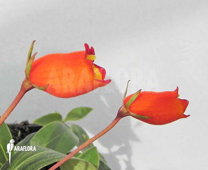 Sinningia sylvatica ‘Seemannia’