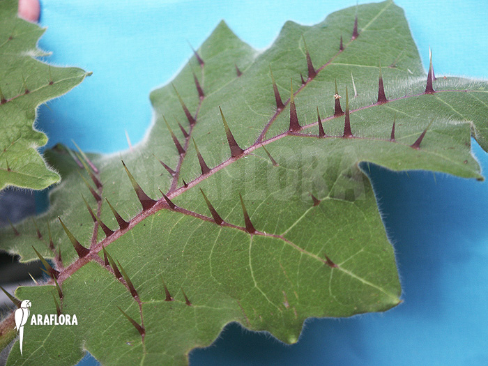Solanum quitoense ‘Naranjilla’