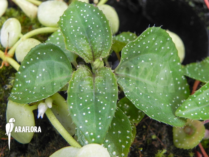 Sonerila margaritacea