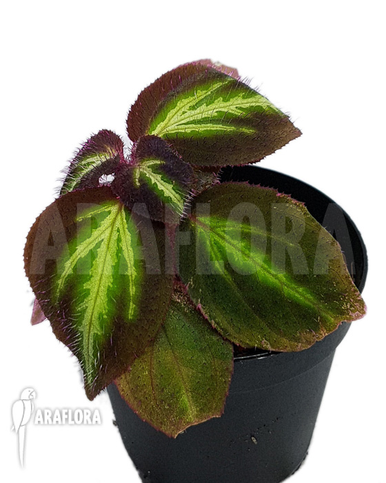 Sonerila sp ‘Fluo’