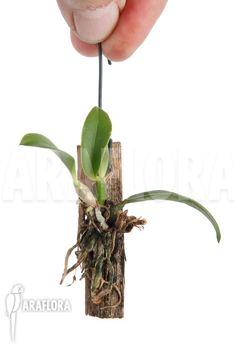 Sophronitis wittigiana