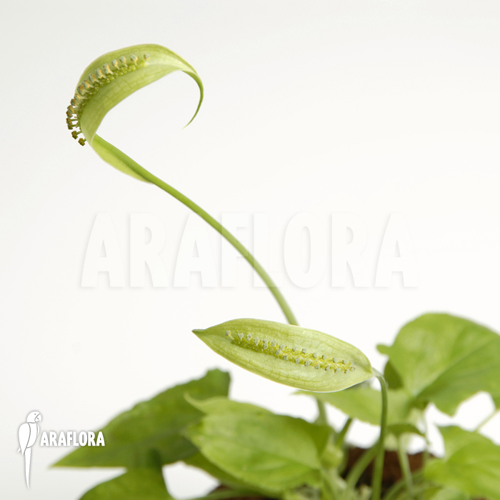 Spathicarpa sagittifolia