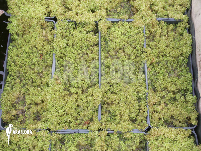 Sphagnum moss cleaned