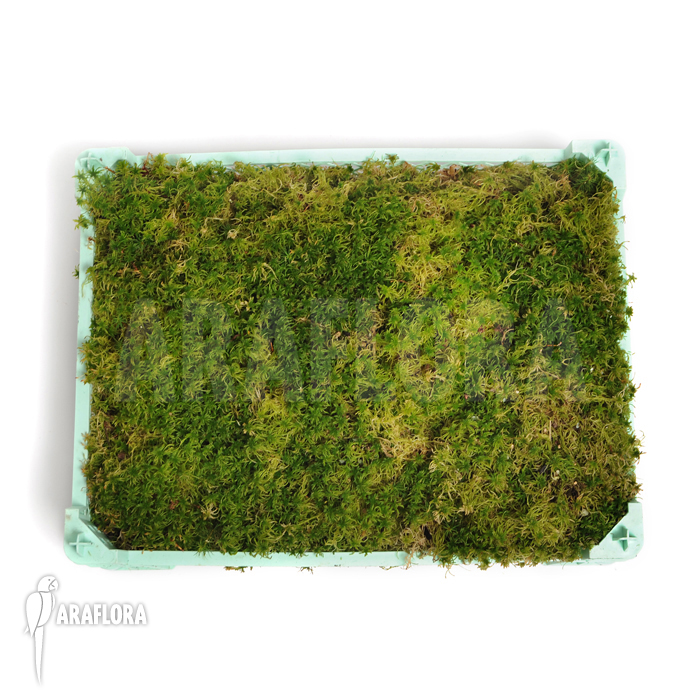 Sphagnum moss Cradle