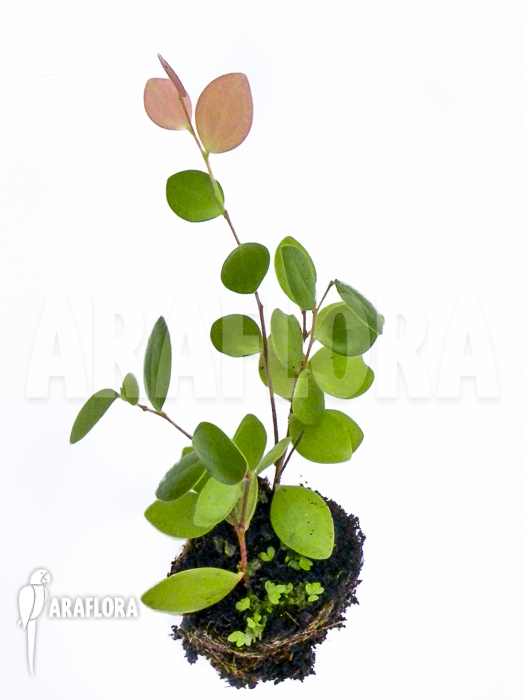 Sphyrospermum species Ecuador