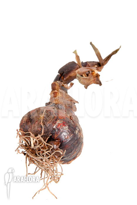 Sprekelia formosissima