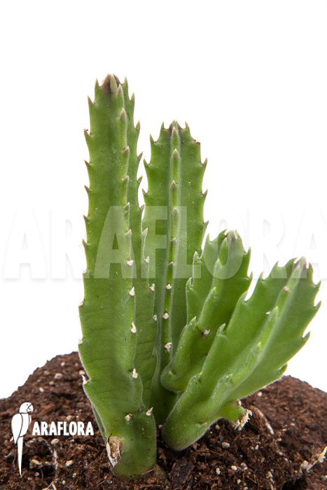 Stapelia grandiflora