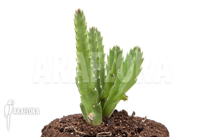 Stapelia grandiflora