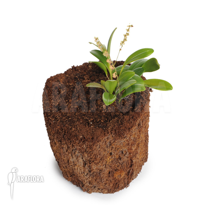 Stelis ‘Species B ‘Costa-Rica’