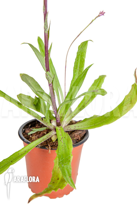 Stenoglottis longifolia