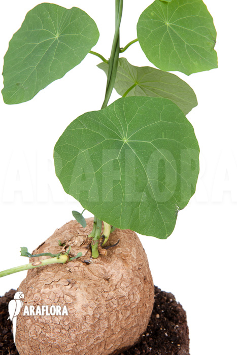 Stephania venosa XXL