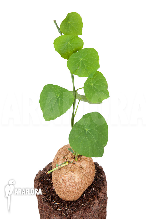 Stephania venosa XXL