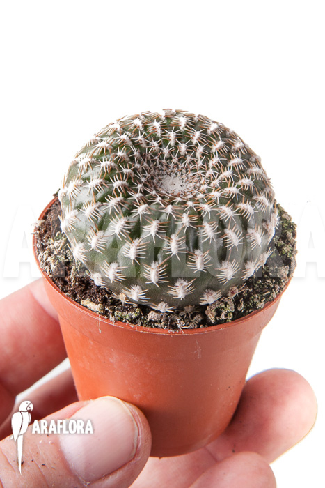 Sulcorebutia arenacea