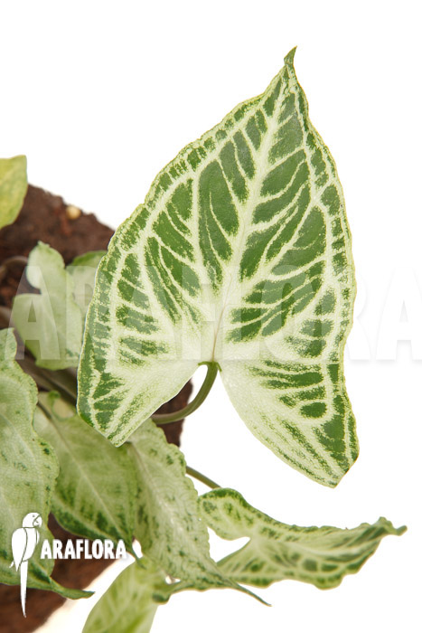 Syngonium ‘Batik’