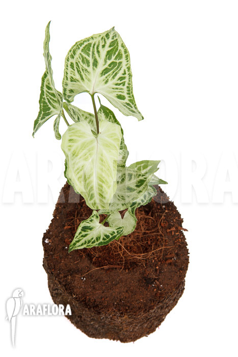 Syngonium ‘Batik’