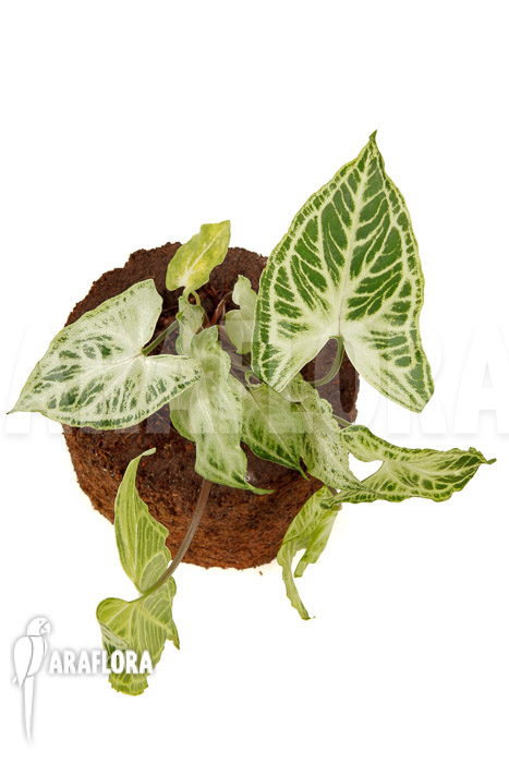 Syngonium ‘Batik’