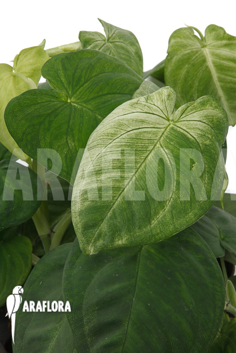 Syngonium macrophyllum ‘Frosted heart’