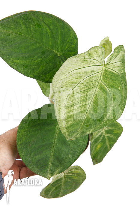 Syngonium macrophyllum ‘Frosted heart’