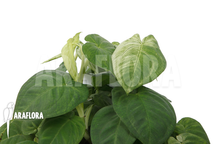 Syngonium macrophyllum ‘Frosted heart’