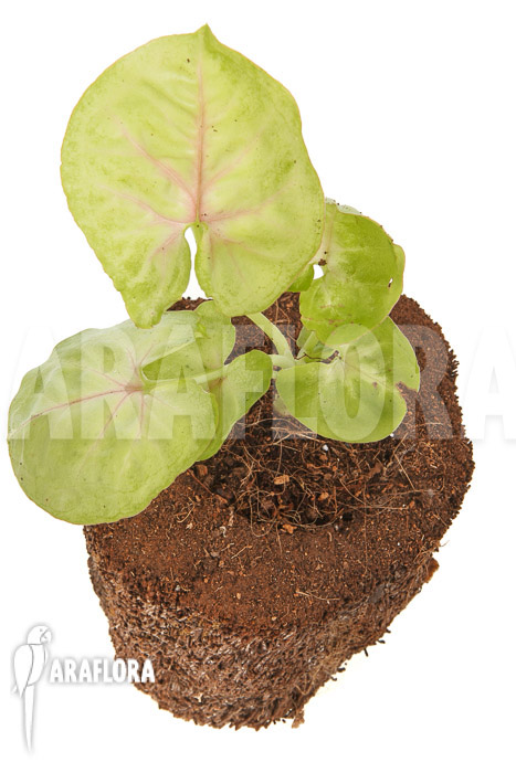 Syngonium podophyllum ‘Baru’