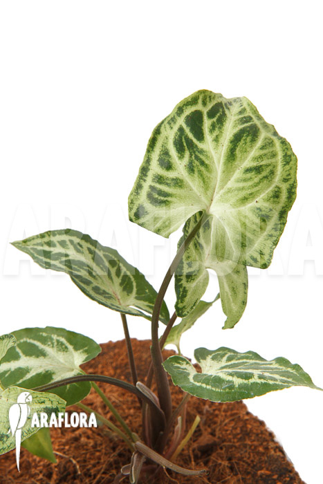 Syngonium ‘Glo go’