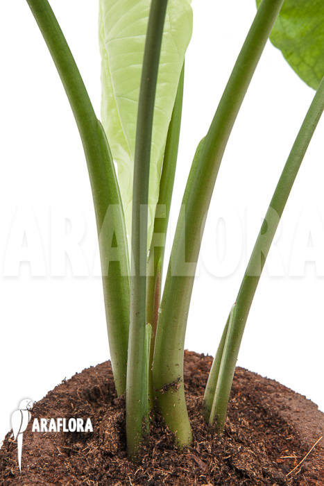Syngonium podophyllum Moonshine