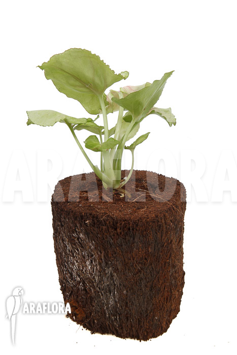 Syngonium podophyllum ‘Pink Line’