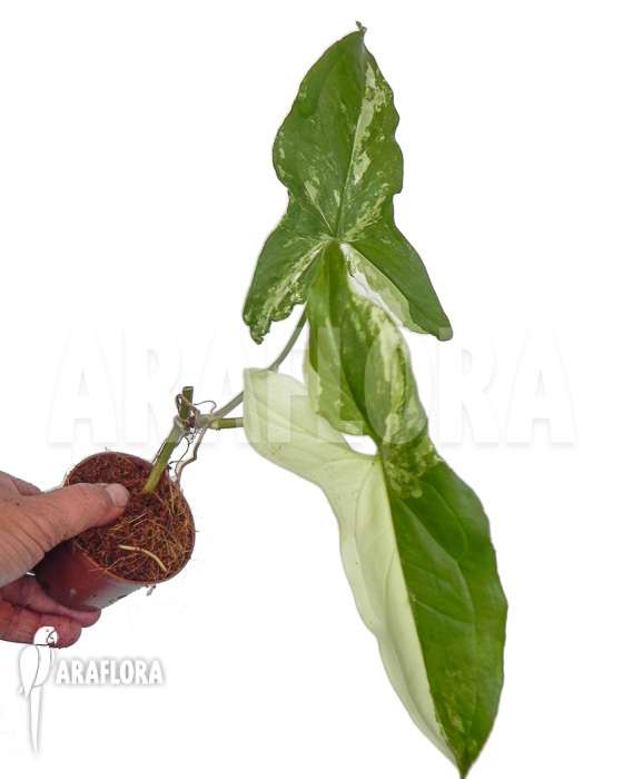 Syngonium-podophyllum-Specie-variegated-3