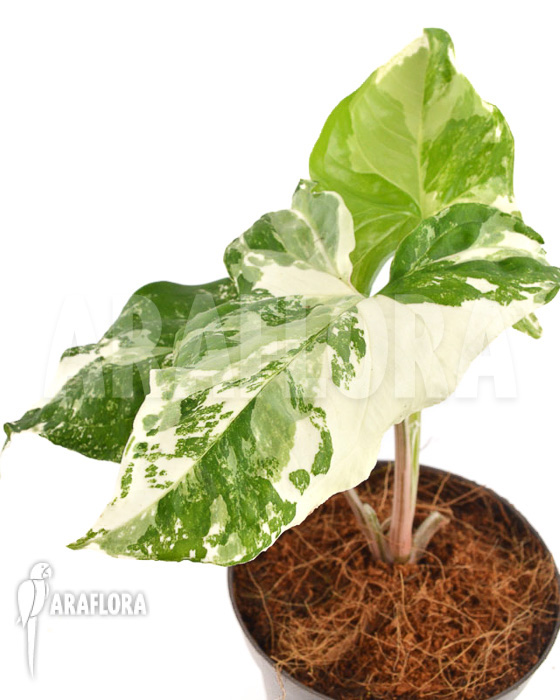Syngonium podophyllum Specie variegated