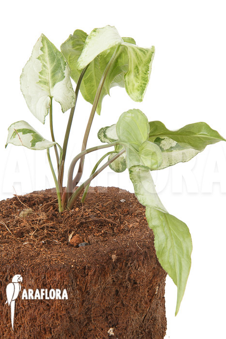 Syngonium podophyllum ‘Three Kings’