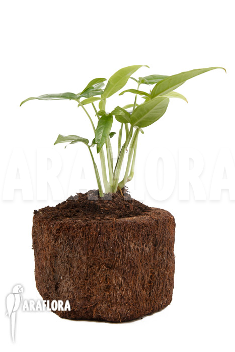 Syngonium podophyllum ‘Trileaf Wonder’