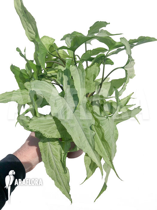 Syngonium podophyllum arrow